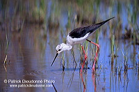 Black-winged Stilt (Himantopus himantopus) - Echasse blanche - 17844 Black-winged Stilt (Himantopus himantopus) - Echasse blanche - 17844
