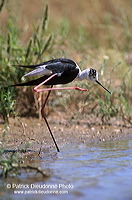 Black-winged Stilt (Himantopus himantopus) - Echasse blanche - 17849 Black-winged Stilt (Himantopus himantopus) - Echasse blanche - 17849