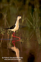 Black-winged Stilt (Himantopus himantopus) - Echasse blanche - 17850