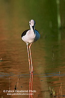 Black-winged Stilt (Himantopus himantopus) - Echasse blanche - 17852