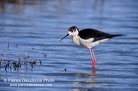 Black-winged Stilt (Himantopus himantopus) - Echasse blanche - 17855 Black-winged Stilt (Himantopus himantopus) - Echasse blanche - 17855