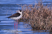 Black-winged Stilt (Himantopus himantopus) - Echasse blanche - 17857