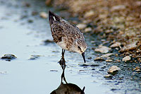 Little Stint (Calidris minuta) - Bécasseau minute 10822 Little Stint (Calidris minuta) - Bécasseau minute 10822