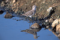 Little Stint (Calidris minuta) - Bécasseau minute 11147 Little Stint (Calidris minuta) - Bécasseau minute 11147