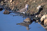 Little Stint  (Calidris minuta) - Bécasseau minute 11147