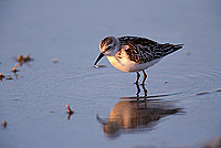 Little Stint  (Calidris minuta) - Bécasseau minute 11148