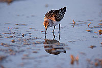 Little Stint  (Calidris minuta) - Bécasseau minute 11149