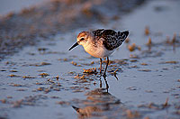 Little Stint  (Calidris minuta) - Bécasseau minute 11150