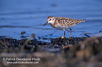 Little Stint (Calidris minuta) - Becasseau minute - 17866