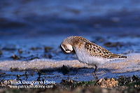 Little Stint (Calidris minuta) - Becasseau minute - 17867 Little Stint (Calidris minuta) - Becasseau minute - 17867