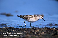 Little Stint (Calidris minuta) - Becasseau minute - 17868