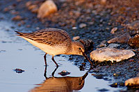 Temminck's Stint (Calidris temminckii) - Bécasseau de Temminck 10825 Temminck's Stint (Calidris temminckii) - Bécasseau de Temminck 10825