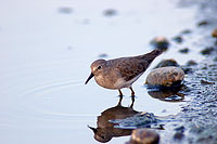 Temminck's Stint (Calidris temminckii) - Bécasseau de Temminck 10827 Temminck's Stint (Calidris temminckii) - Bécasseau de Temminck 10827