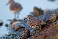 Temminck's Stint (Calidris temminckii) - Bécasseau de Temminck 10828 Temminck's Stint (Calidris temminckii) - Bécasseau de Temminck 10828