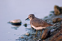 Temminck's Stint (Calidris temminckii) - Bécasseau de Temminck 10829 Temminck's Stint (Calidris temminckii) - Bécasseau de Temminck 10829