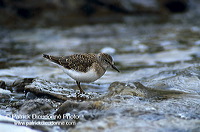 Temminck's Stint (Calidris temminckii) - Becasseau de Temminck - 17871