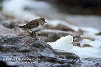 Temminck's Stint (Calidris temminckii) - Becasseau de Temminck - 17872