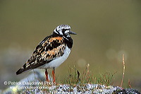Turnstone (Arenaria interpres) - Tournepierre - 17873 Turnstone (Arenaria interpres) - Tournepierre - 17873