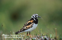 Turnstone (Arenaria interpres) - Tournepierre - 17876