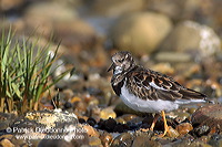 Turnstone (Arenaria interpres) - Tournepierre - 17880