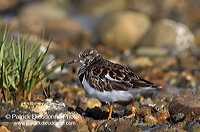 Turnstone (Arenaria interpres) - Tournepierre - 17881