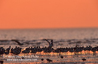 Waders at sunset - Limicoles au couchant - 17899