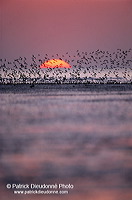 Waders at sunset - Limicoles au couchant - 17901 Waders at sunset - Limicoles au couchant - 17901