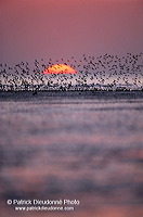 Waders at sunset - Limicoles au couchant - 17901