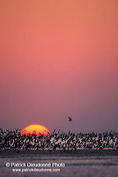 Waders at sunset - Limicoles au couchant - 17902 Waders at sunset - Limicoles au couchant - 17902
