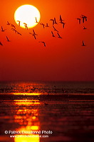 Waders at sunset - Limicoles au couchant - 17905 Waders at sunset - Limicoles au couchant - 17905
