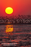 Waders at sunset - Limicoles au couchant - 17906