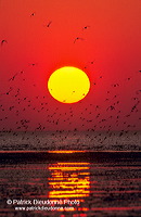 Waders at sunset - Limicoles au couchant - 17907 Waders at sunset - Limicoles au couchant - 17907