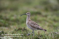 Whimbrel (Numenius phaeopus) - Courlis corlieu -  17911