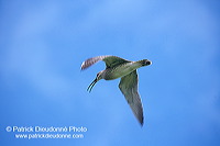 Whimbrel (Numenius phaeopus) - Courlis corlieu -  17913