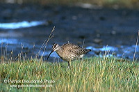 Whimbrel (Numenius phaeopus) - Courlis corlieu -  17917