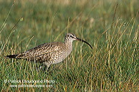 Whimbrel (Numenius phaeopus) - Courlis corlieu -  17919