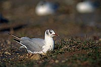 Gull (Black-headed) (Larus ridibundus) - Mouette rieuse 11980
