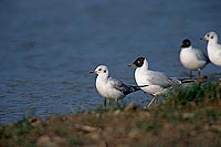 Gull (Black-headed) (Larus ridibundus) - Mouette rieuse 11982