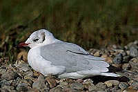 Gull (Black-headed) (Larus ridibundus) - Mouette rieuse 11983