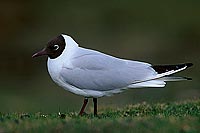 Gull (Black-headed) (Larus ridibundus) - Mouette rieuse 11992