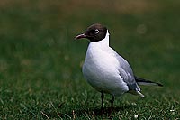 Gull (Black-headed) (Larus ridibundus) - Mouette rieuse 11993