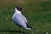 Gull (Black-headed) (Larus ridibundus) - Mouette rieuse 11994