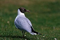 Gull (Black-headed) (Larus ridibundus) - Mouette rieuse 11994 Gull (Black-headed) (Larus ridibundus) - Mouette rieuse 11994