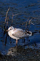 Gull (Black-headed) (Larus ridibundus) - Mouette rieuse 11998