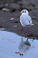 Gull (Black-headed) (Larus ridibundus) - Mouette rieuse 11985