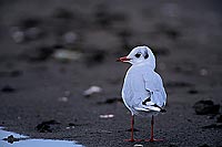 Gull (Black-headed) (Larus ridibundus) - Mouette rieuse 11986
