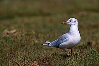 Gull (Black-headed) (Larus ridibundus) - Mouette rieuse 11989