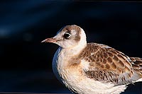 Gull (Black-headed) (Larus ridibundus) - Mouette rieuse 12009