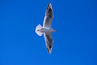 Gull (Black-headed) (Larus ridibundus) - Mouette rieuse 12003