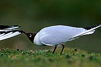 Gull (Black-headed) (Larus ridibundus) - Mouette rieuse 12013
